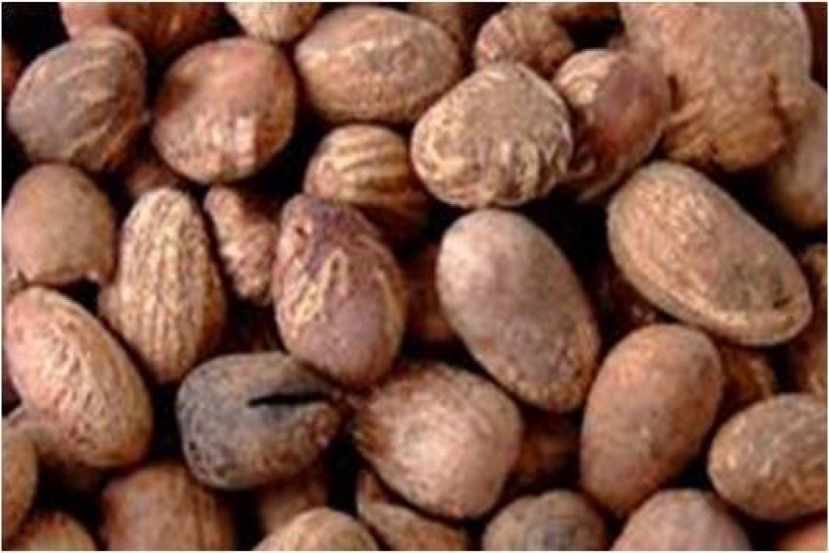 Noz de karité from Gana